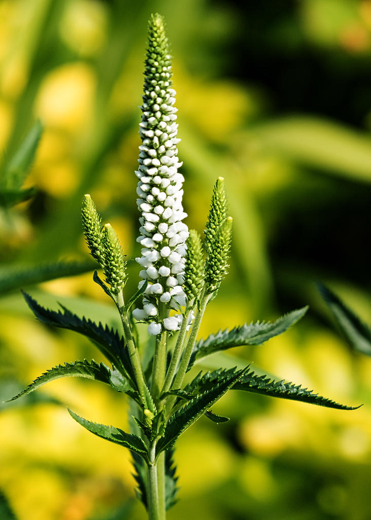 White-2.jpg