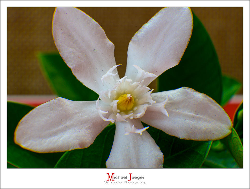 white-3.jpg