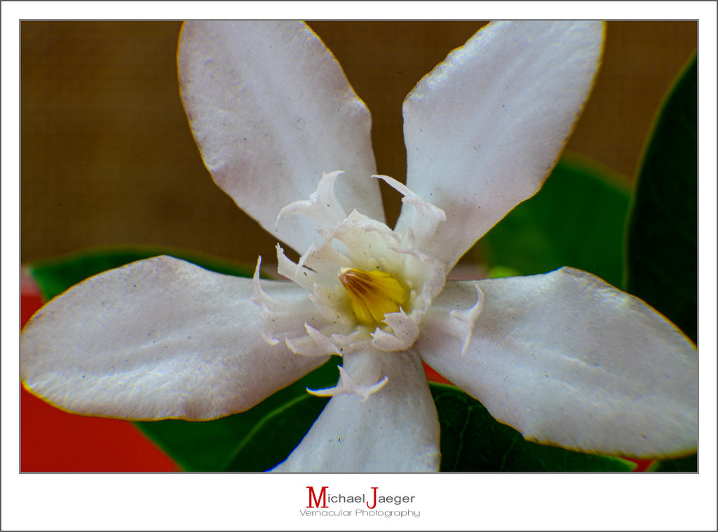 white-4.jpg