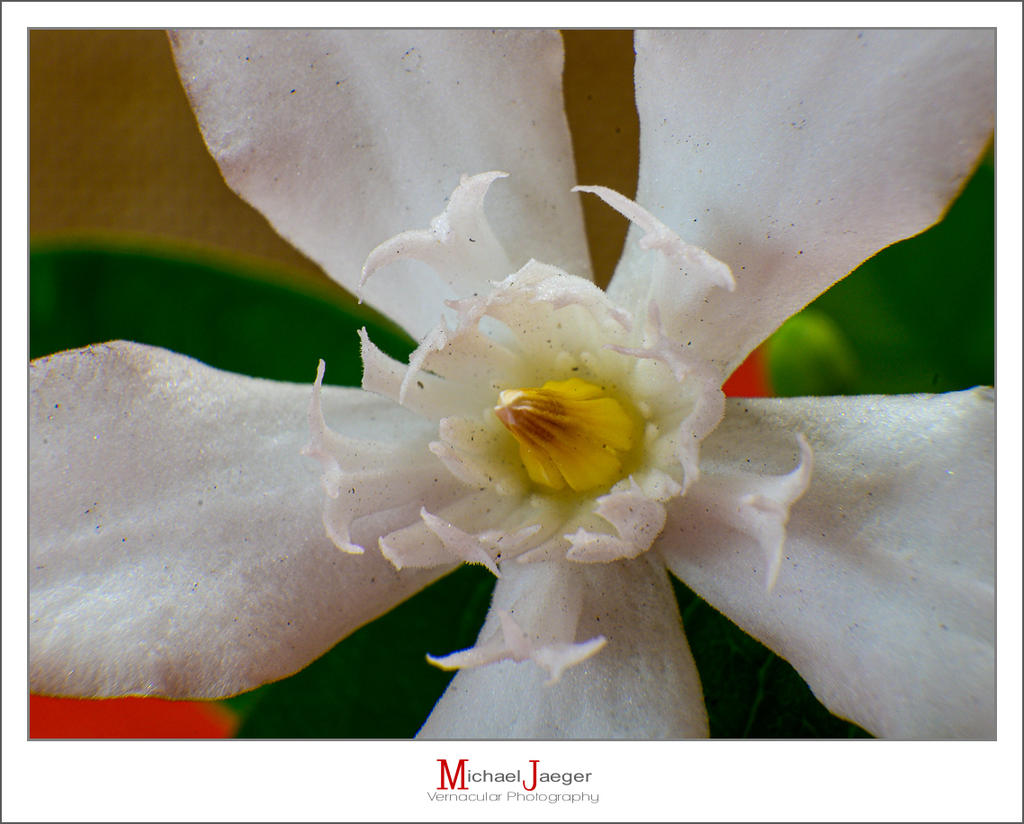 white-5.jpg