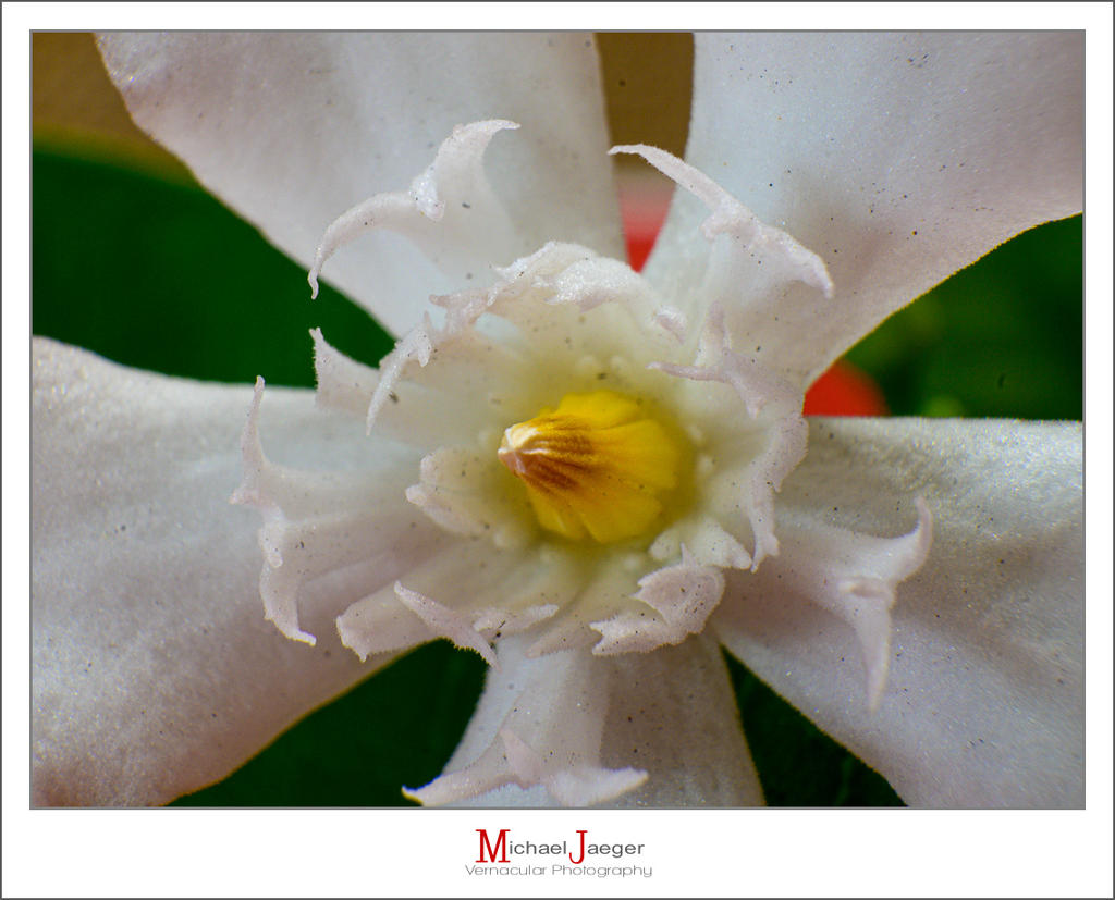 white-6.jpg