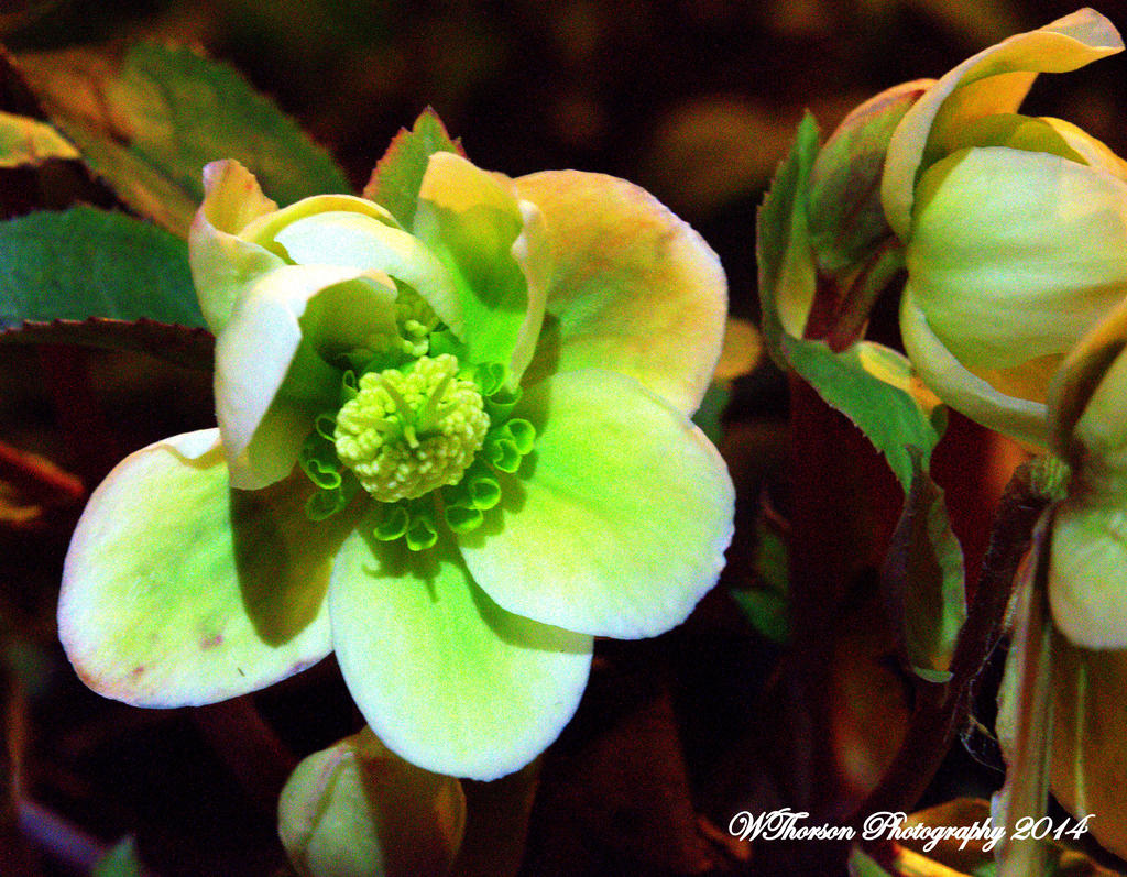 White and Green Flower 2.jpg