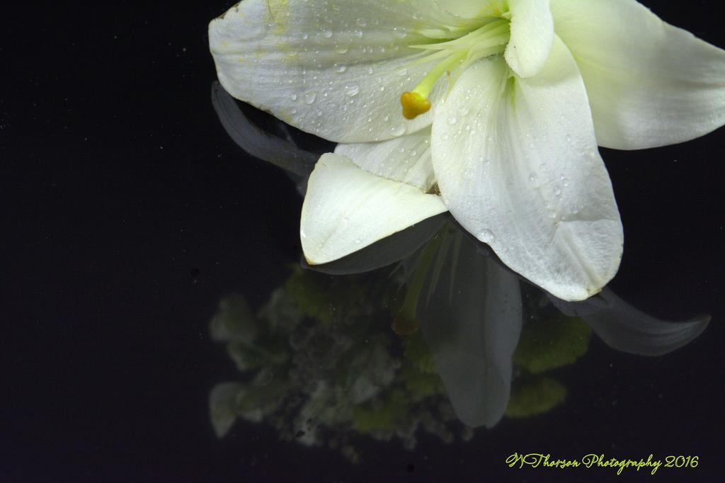 White and Green Flowers with Lily #5 12-9-2016.jpg