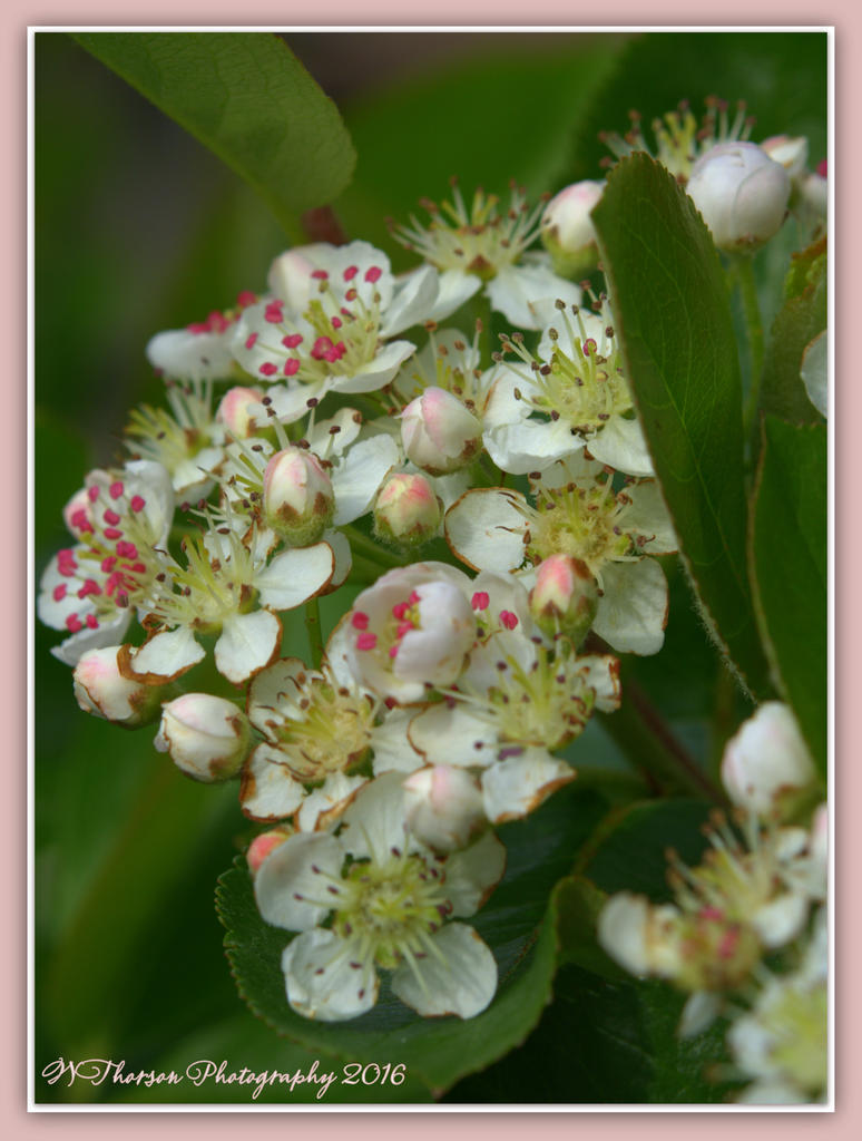 White and Pink Bush Flowers 4-28-2016.jpg