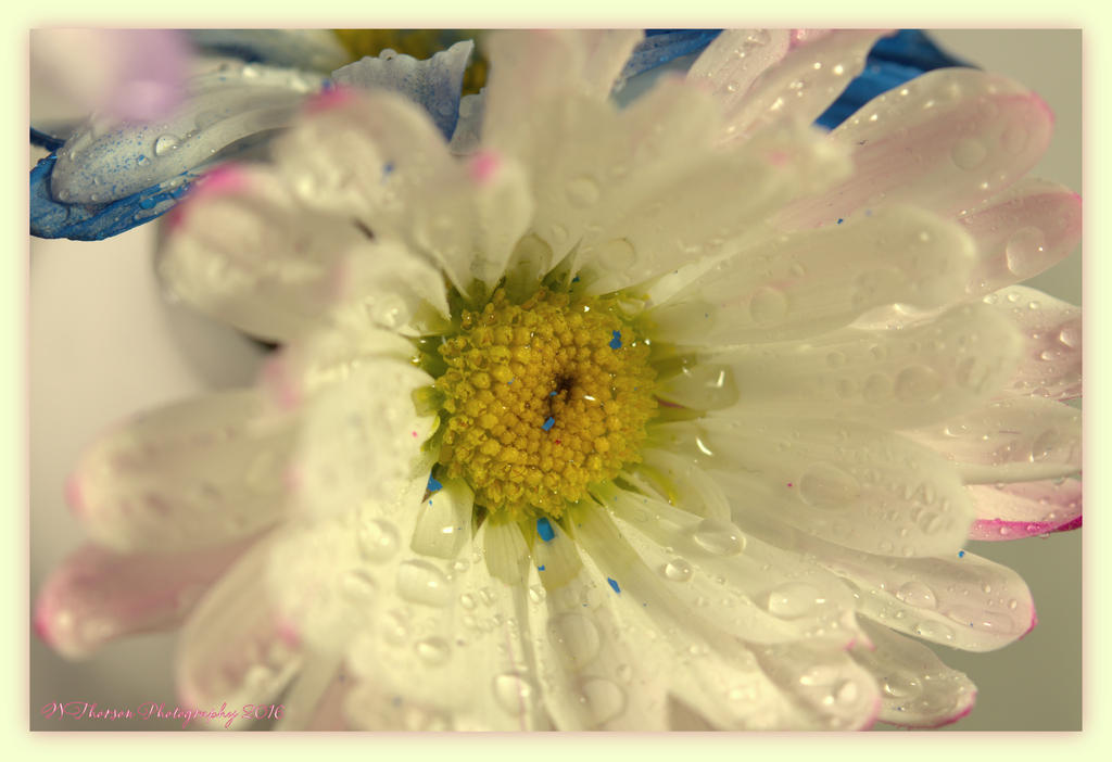 White and Pink Daisy 2-18-2016.jpg