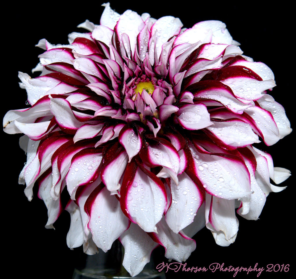 White and Purple Dahlia #1 9-19-2016.jpg