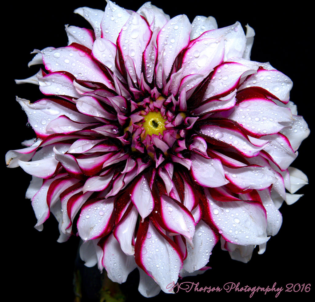 White and Purple Dahlia #2 9-19-2016.jpg