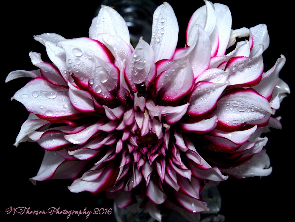 White and Purple Dahlia #3 9-19-2016.jpg