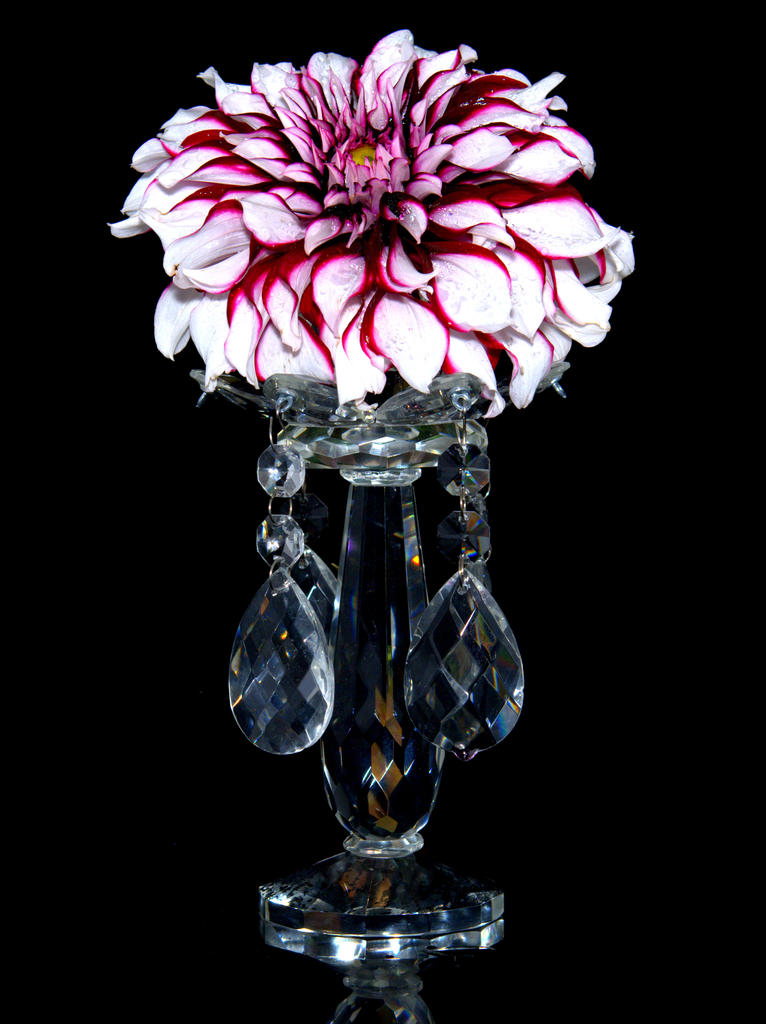 White and Purple Dahlia #4 9-19-2016.jpg