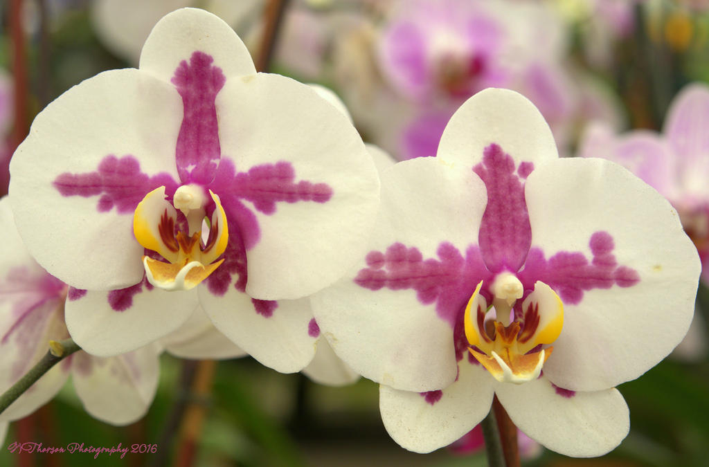 White and Purple Orchid's  7-15-2016.jpg