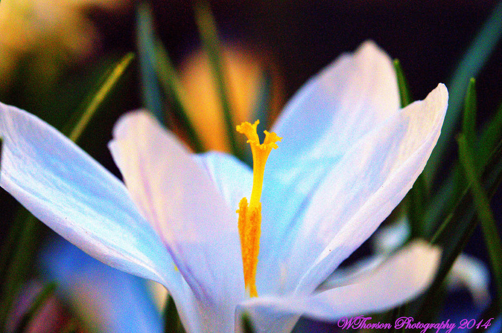 White and Purple Spring Flower.jpg