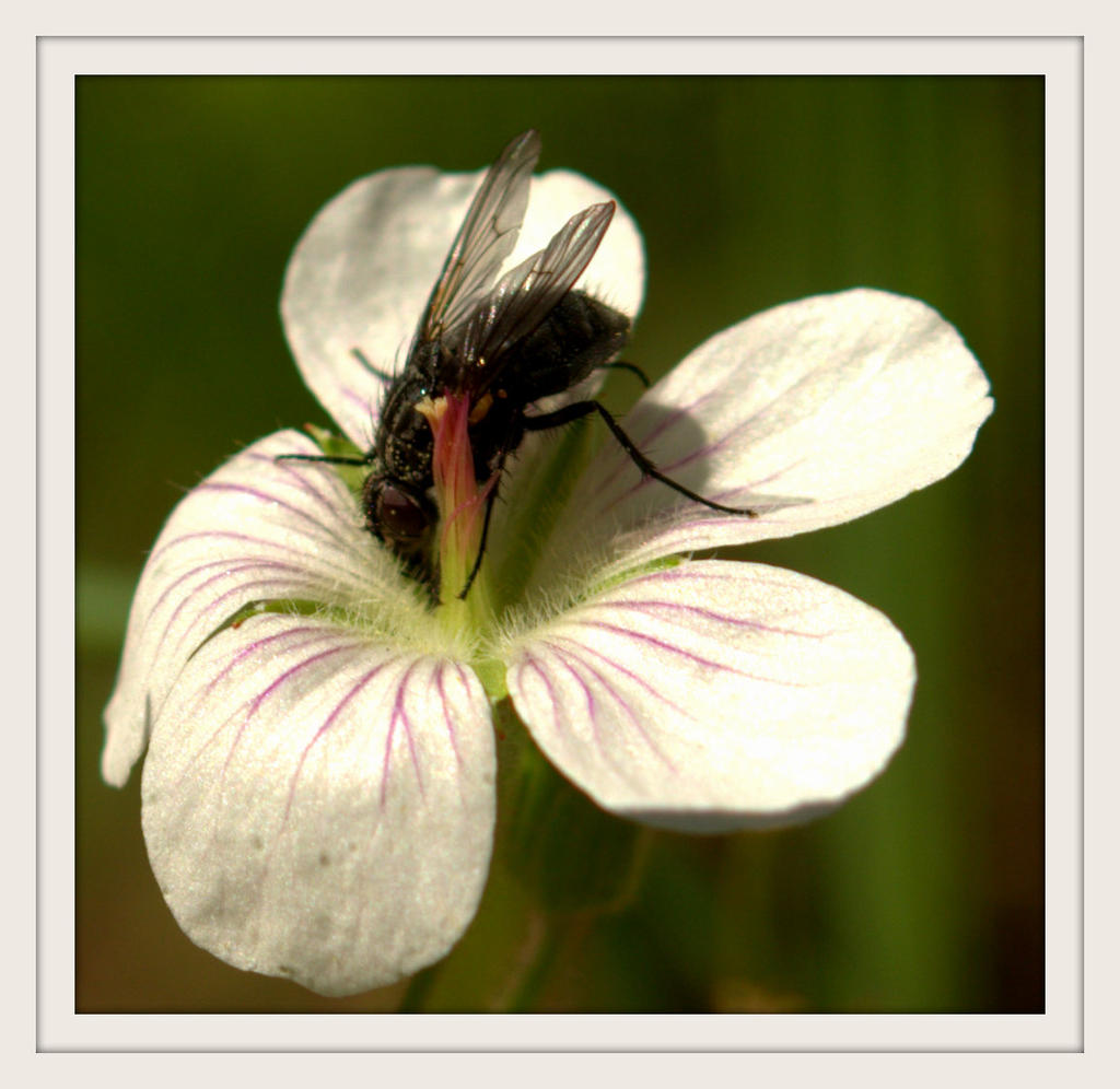 White and Purple Wildflower with Big Black Fly.jpg