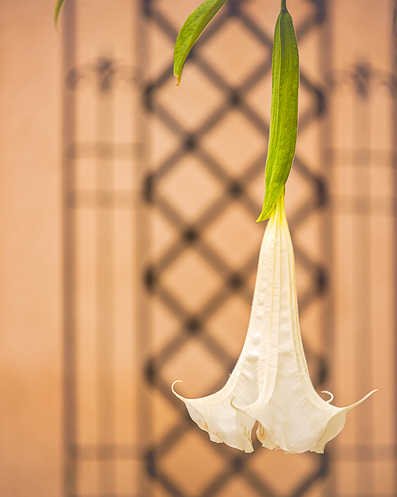 White Angel Trumpet #2.jpg