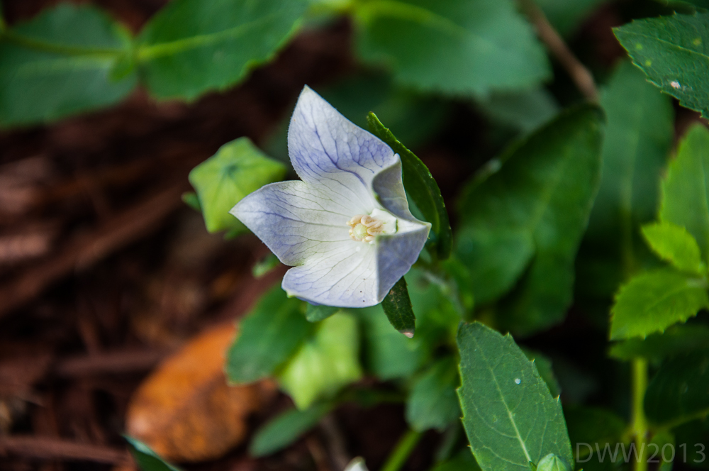 White Balloon Flower (1 of 1).jpg