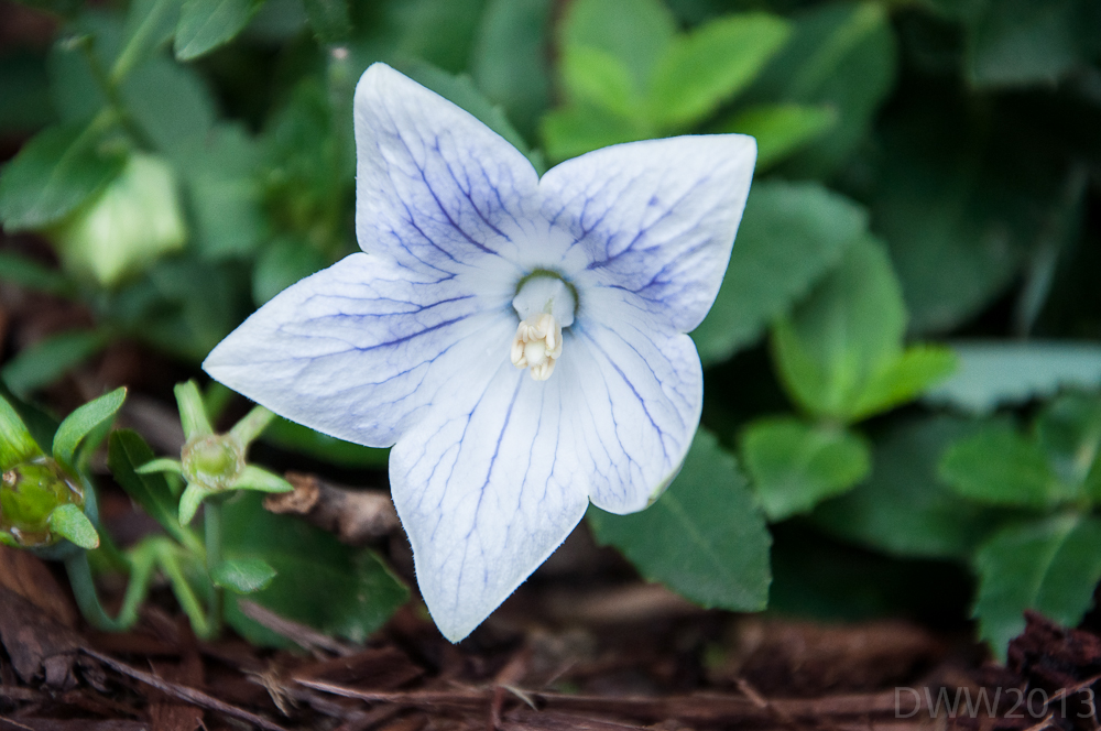 White Balloon Flower1 (1 of 1).jpg