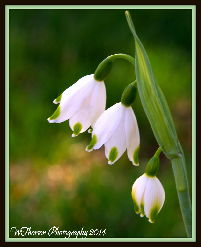 White Bell Flowers.jpg