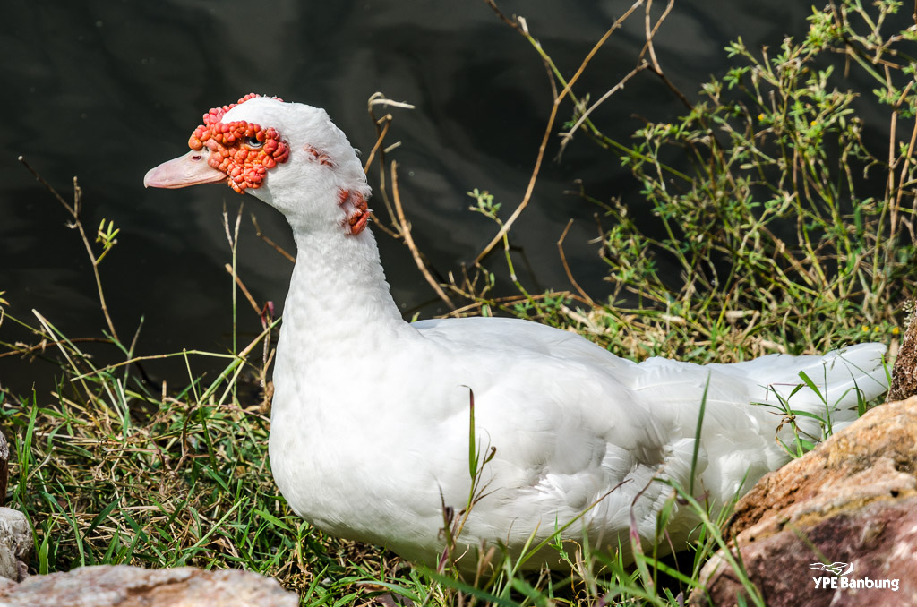 white-bird-2.jpg