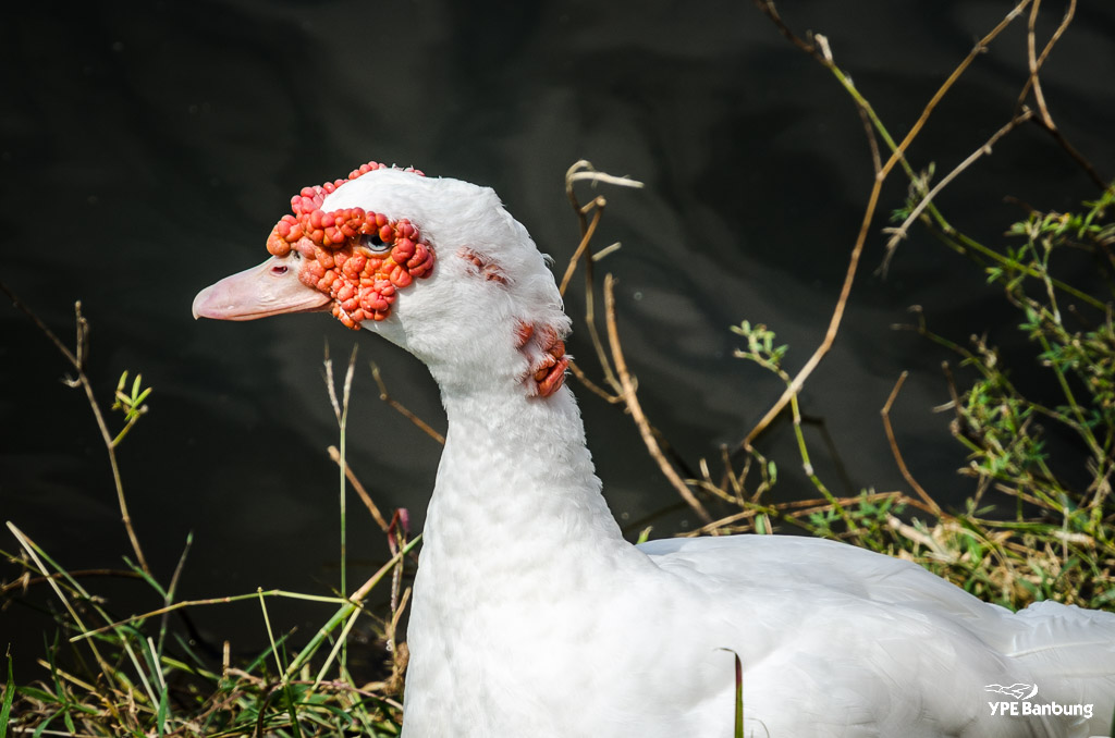 white-bird1-1.jpg