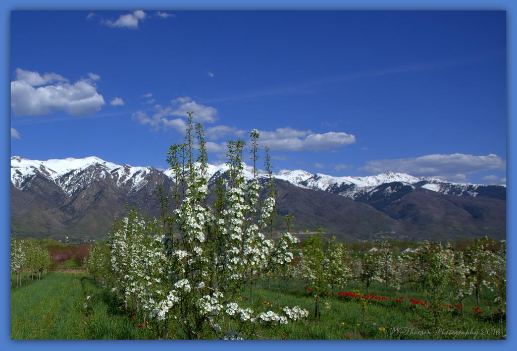 White Blossoms in the Orchard 4-21-2016.jpg