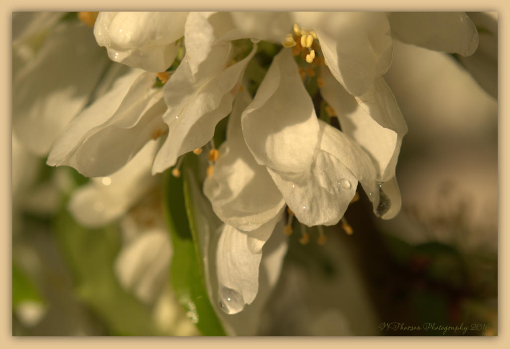 White Blossoms with Rain Drops #2.jpg