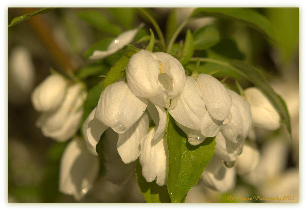 White Blossoms with Rain Drops 4-14-2016.jpg