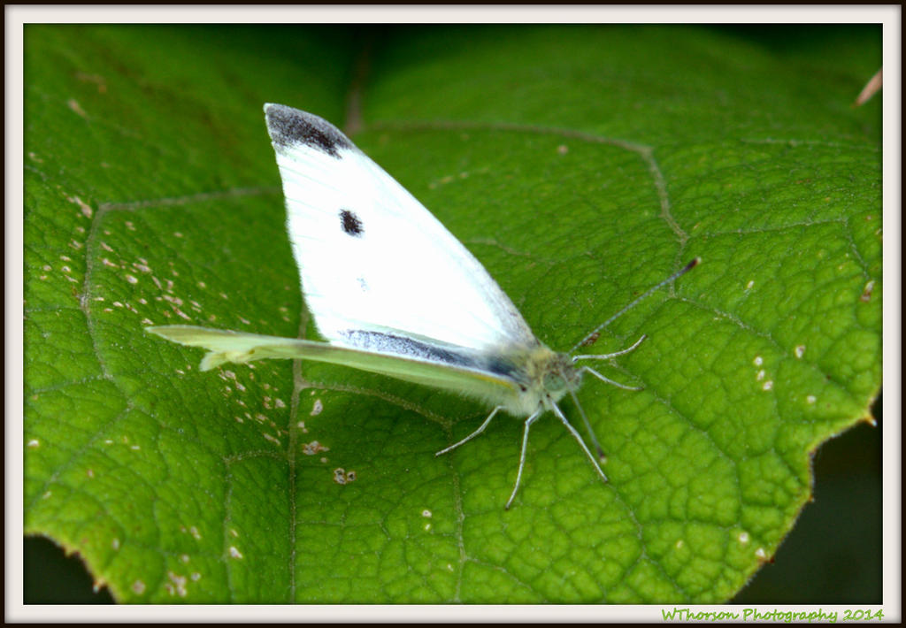 White Butterfly.jpg