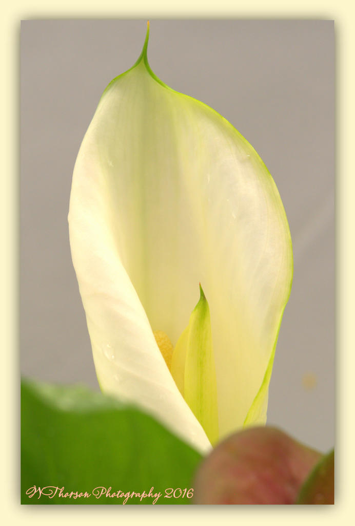 White Calla Lilly  4-27-2016.jpg