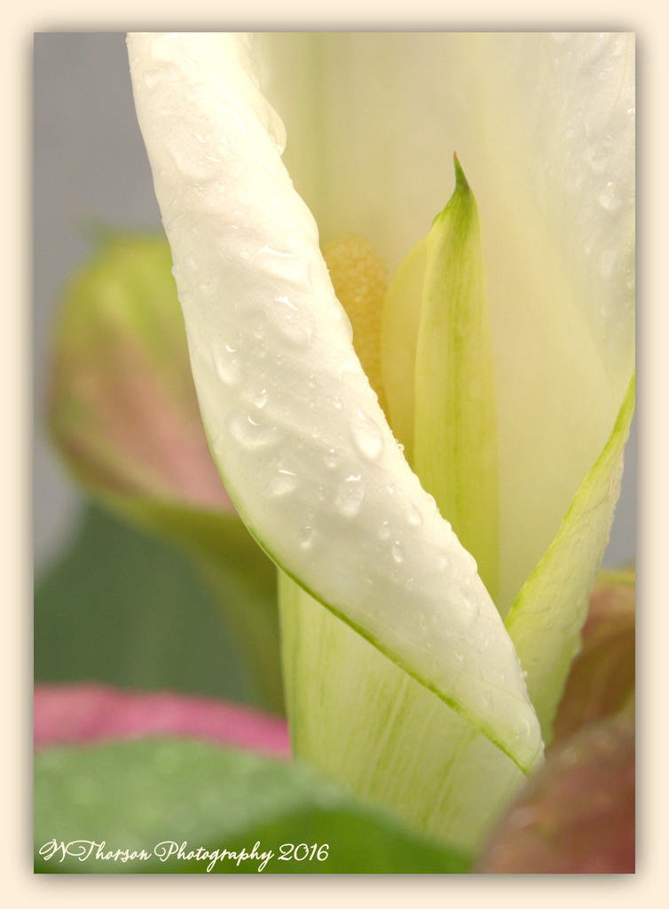 White Calla Lilly Close Up  4-27-2016.jpg