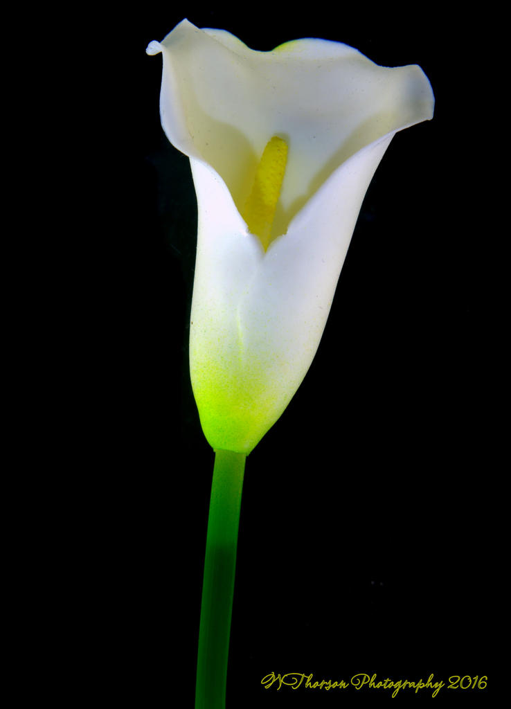 White Calla Lily 11-15-2016.jpg