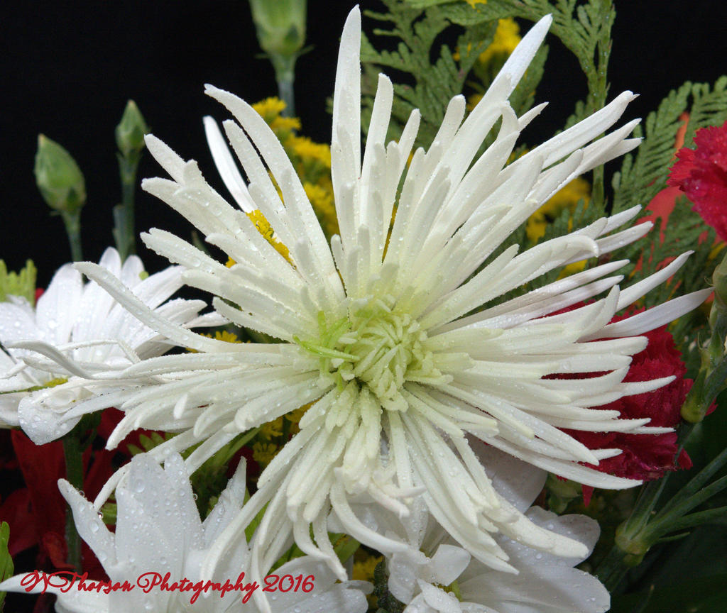 White Clematis 12-17-2016.jpg