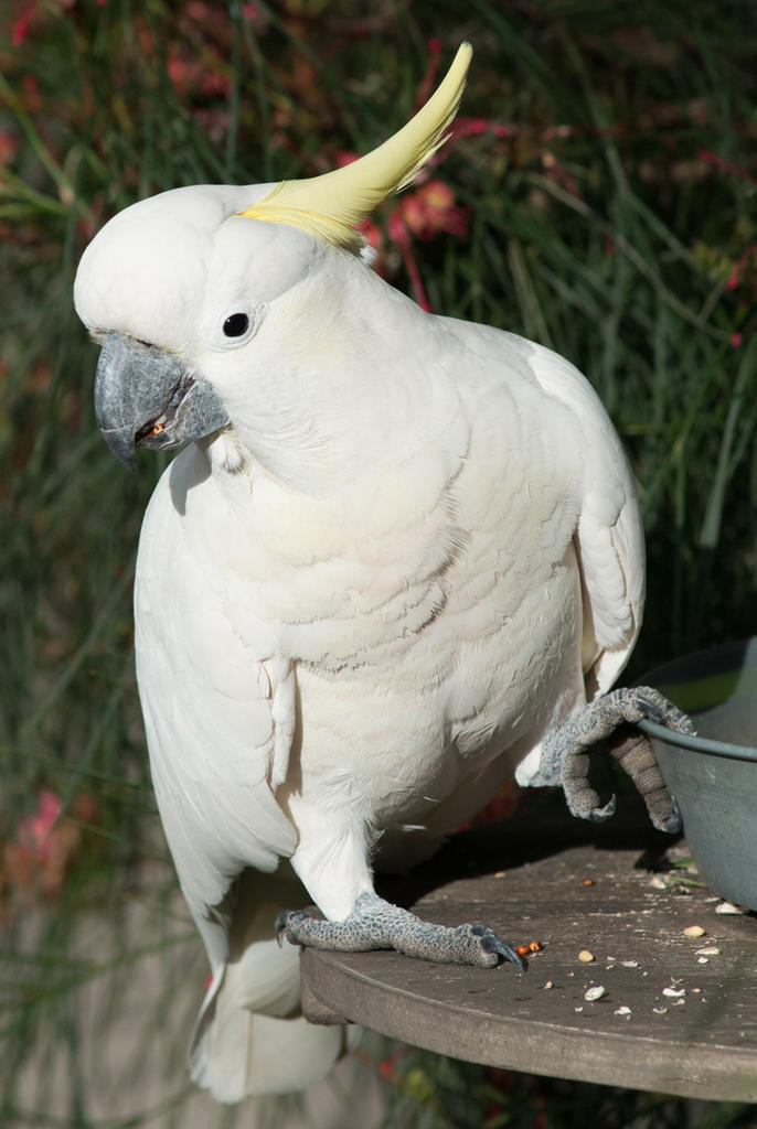 White cocky.jpg