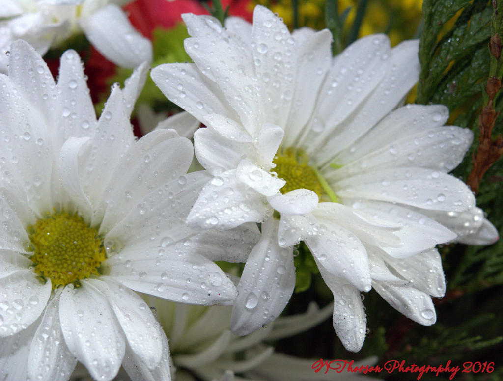 White Daisies 12-17-2016.jpg