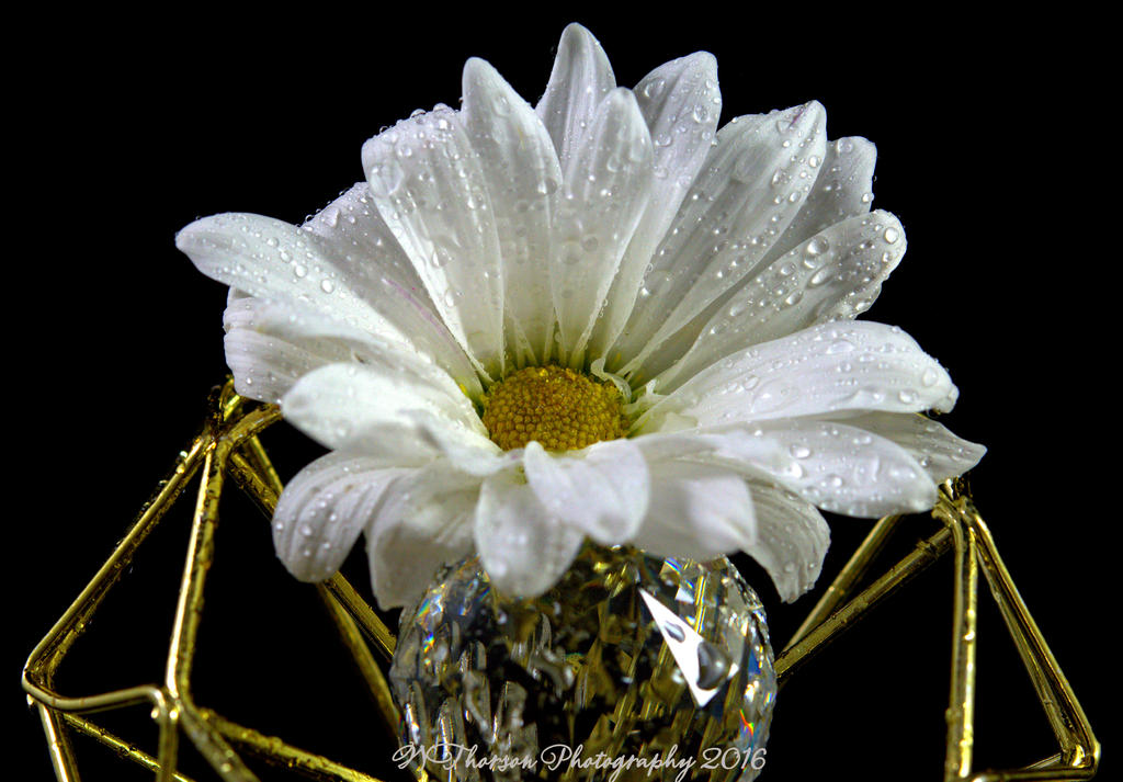 White Daisy 12-23-2016.jpg