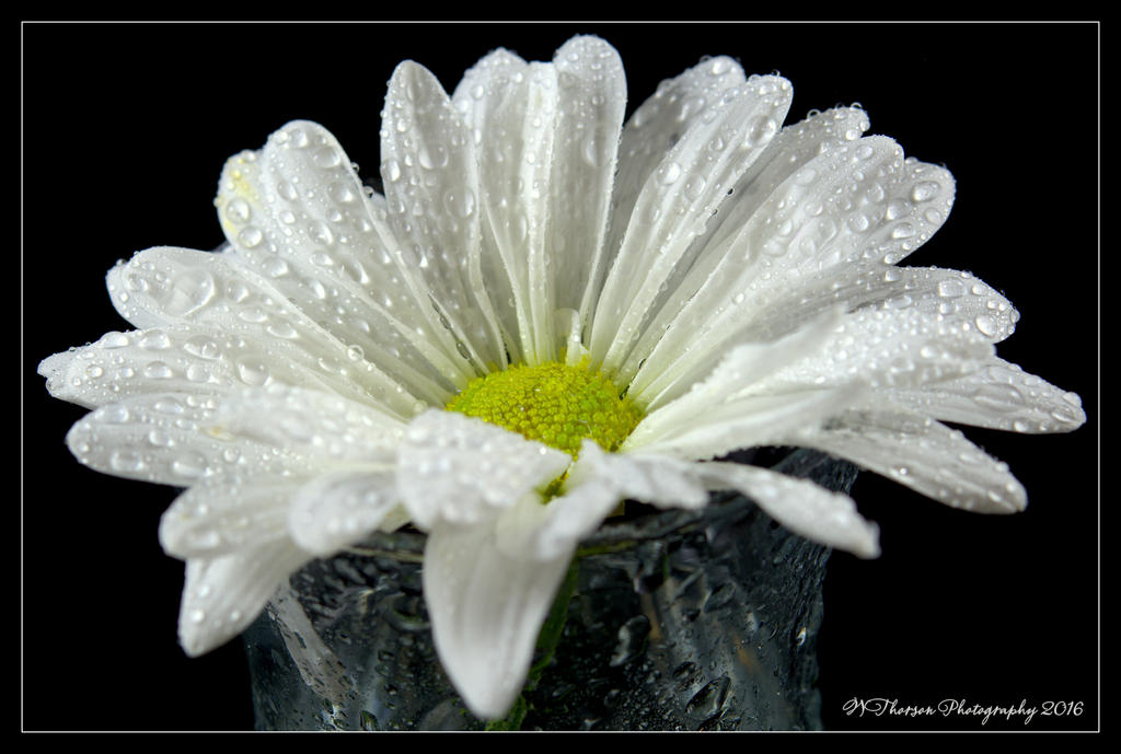 White Daisy #2 5-14-2016.jpg