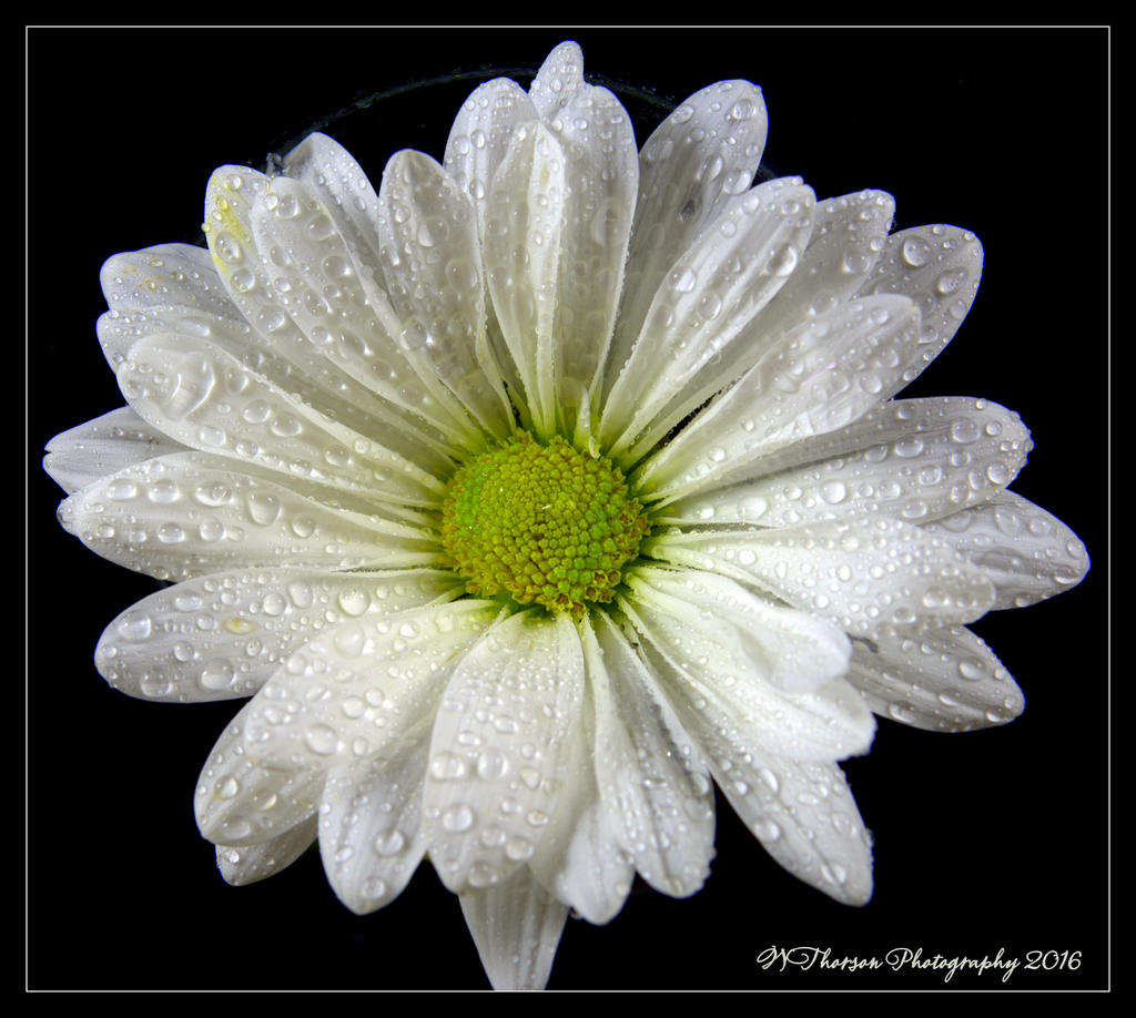 White Daisy #3 5-14-2016.jpg