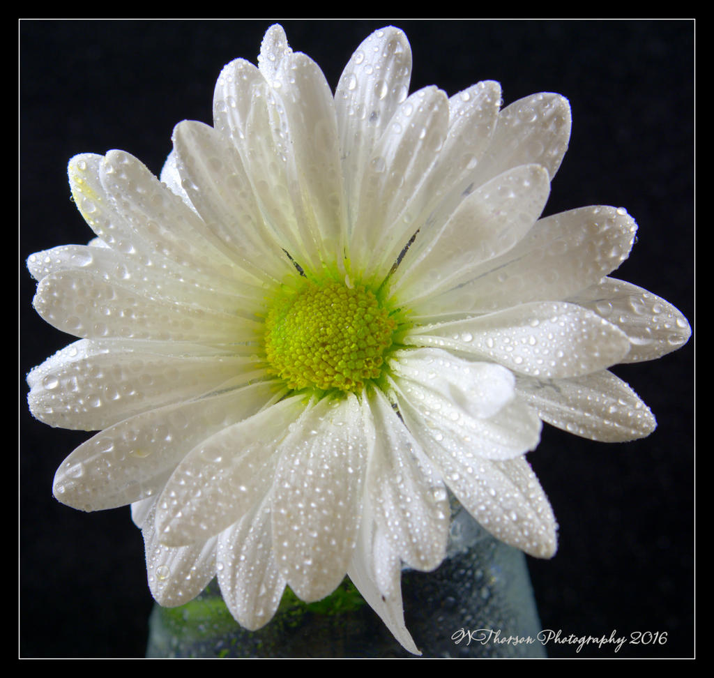 White Daisy 5-14-2016.jpg
