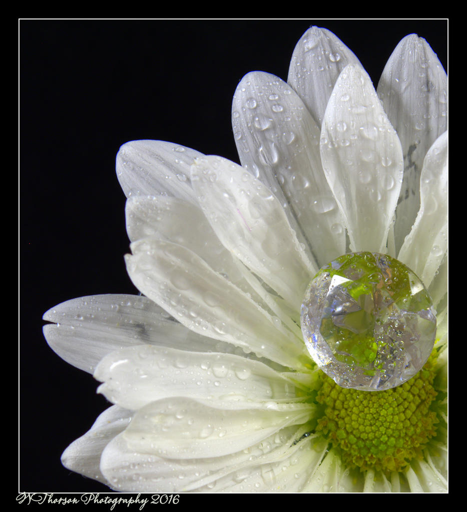 White Daisy with a Crystal 5-14-2016.jpg