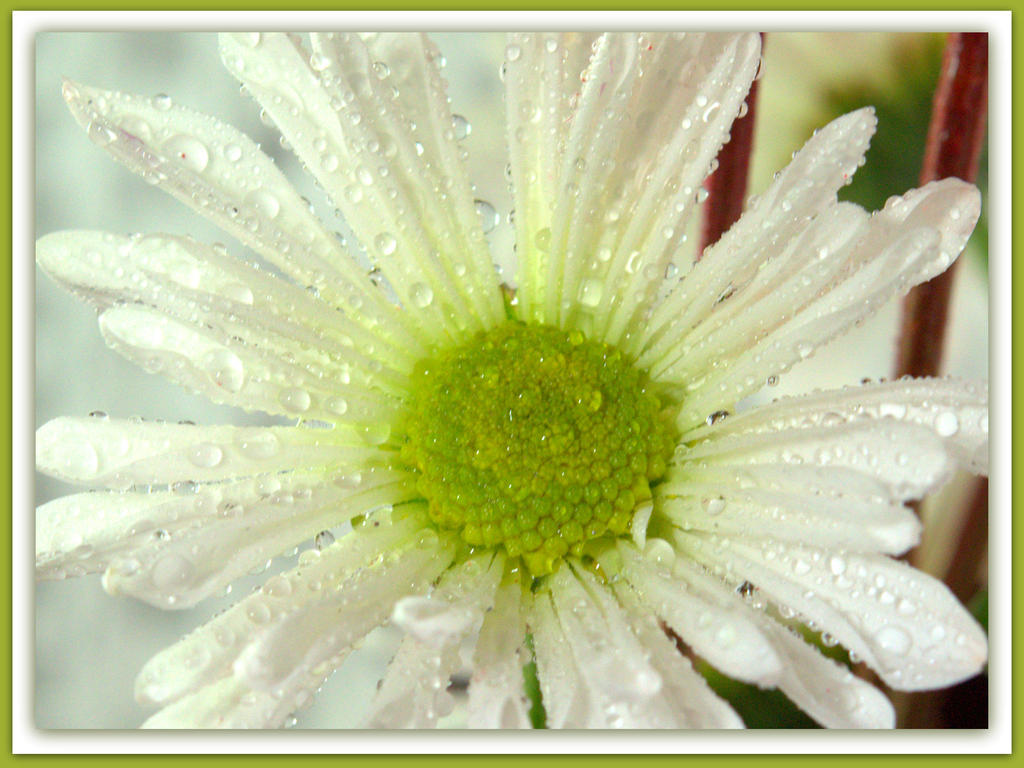 White Daisy with Water Drops.jpg