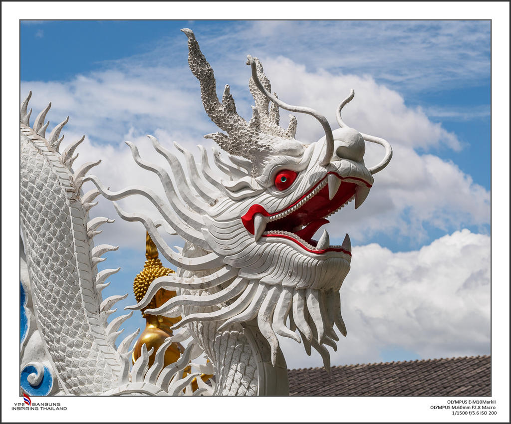 white dragon-1.jpg