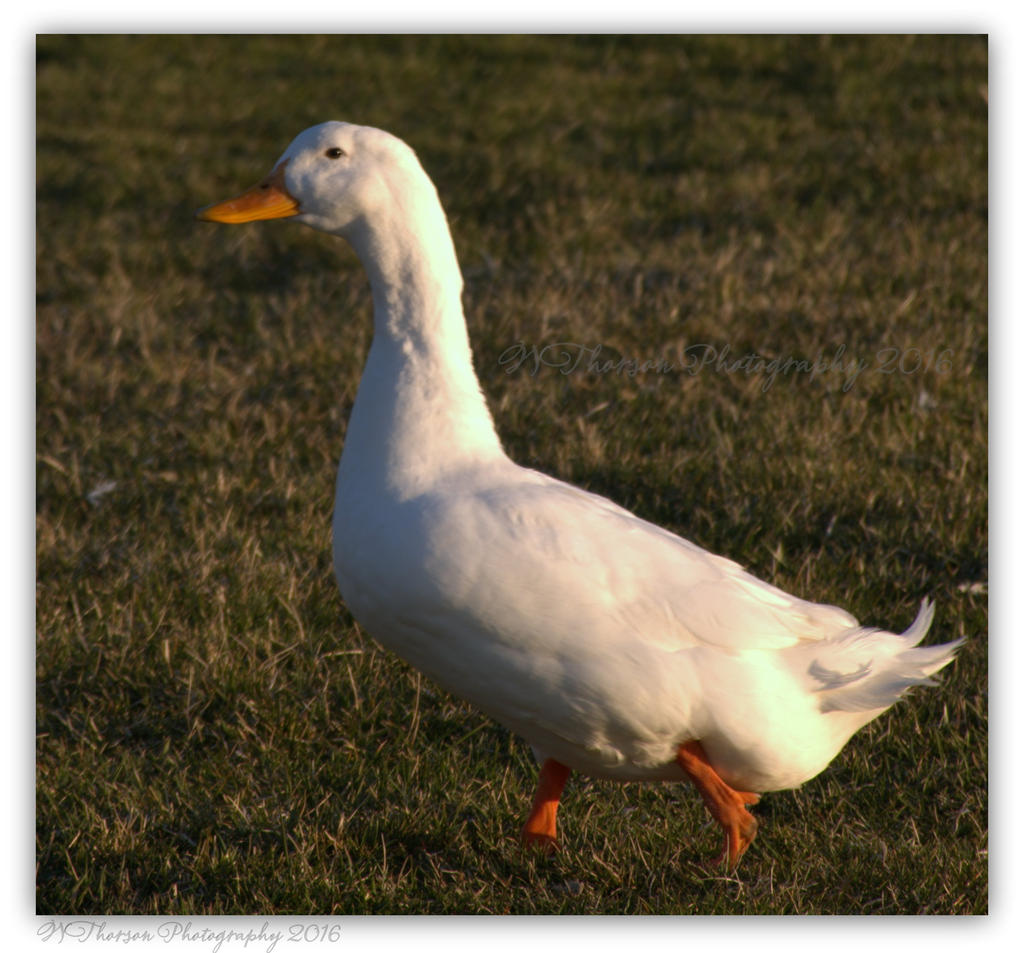 White Duck  3-30-2016.jpg
