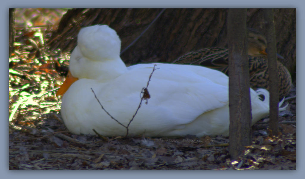 White Duck with a Hat 3-19-2016.jpg