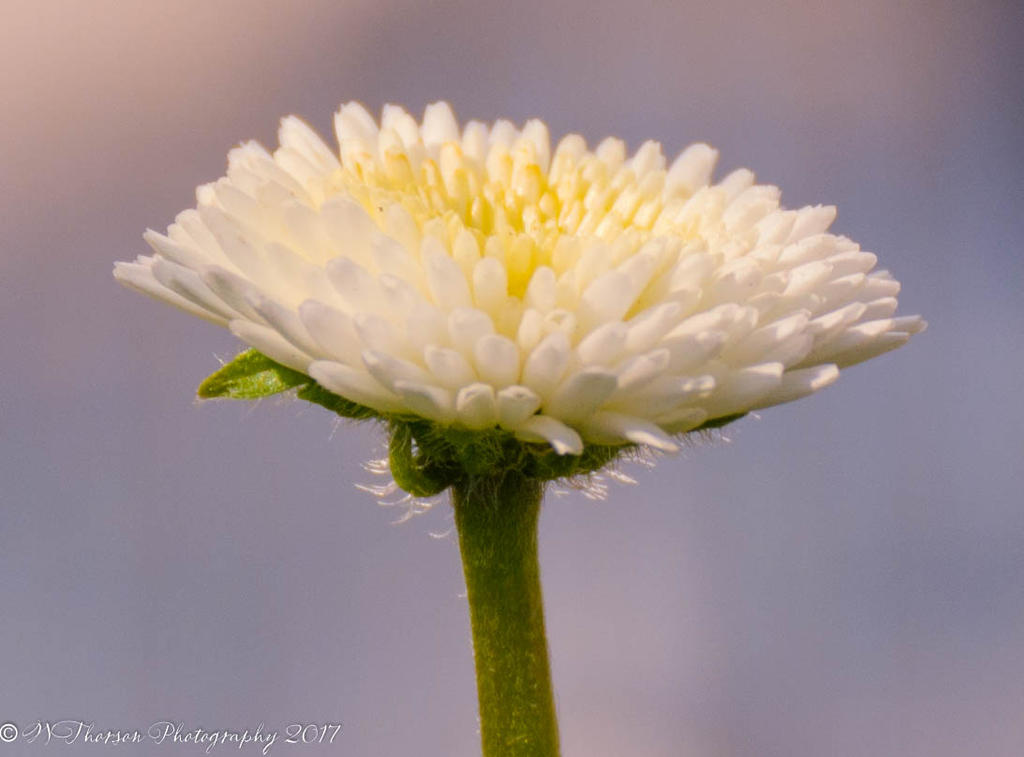 White English Daisy 4-10-2017.jpg