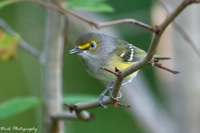 White Eyed Vireo