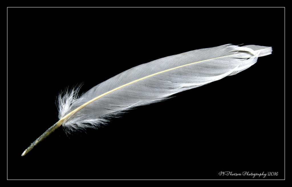 White Feather 5-18-2016.jpg