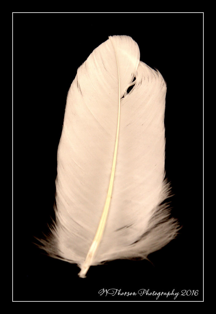 White Feather Verticle 5-18-2016.jpg