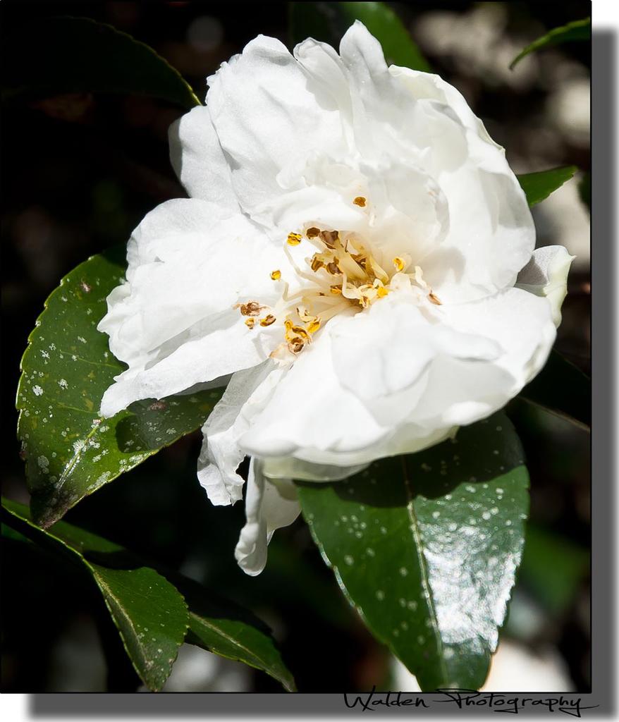 White Flower 1.jpg