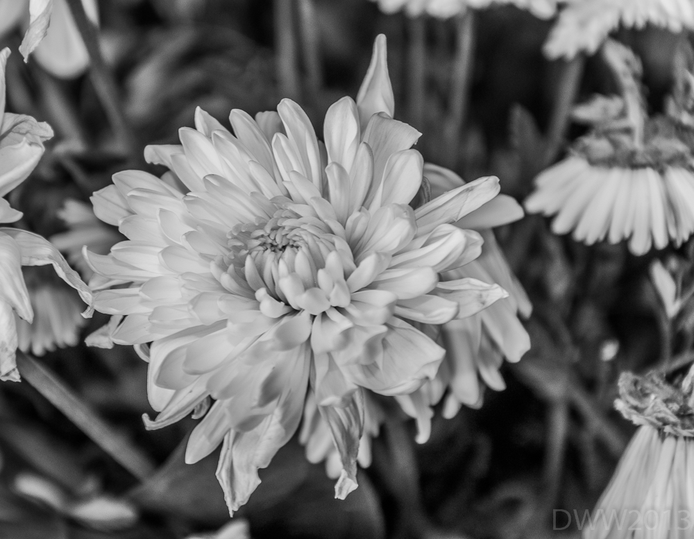 White Flower (1 of 1).jpg