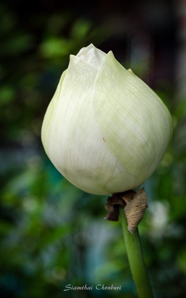 white-flower-butt3-1.jpg