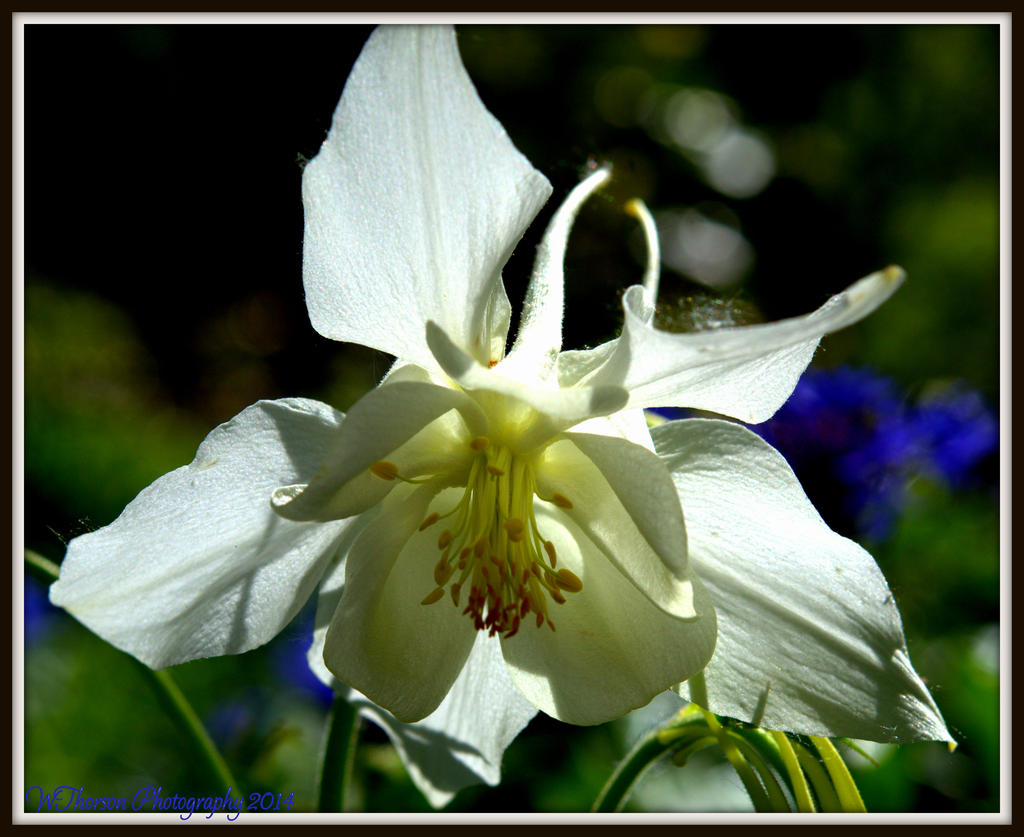 White Flower.jpg