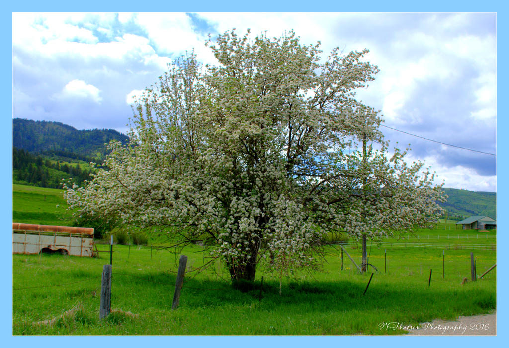 White Flowering Tree  5-16-2016.jpg